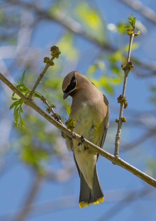 I got to see and photograph some Cedar Waxwings at Soule Park.