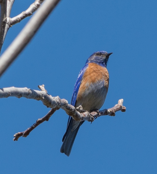 ...And a bluebird too.