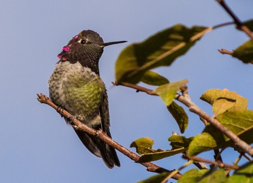 Hummingbird-9678